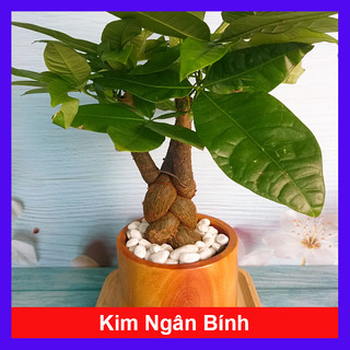 Cây Kim Ngân Bính Cây cảnh phong thủy May Mắn