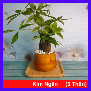 Cây Kim Ngân (3 thân) - cây cảnh để bàn