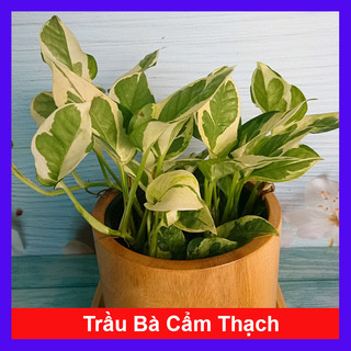 Cây trầu bà cẩm thạch - Trầu Bà Ngọc Thủy - Cây cảnh để bàn
