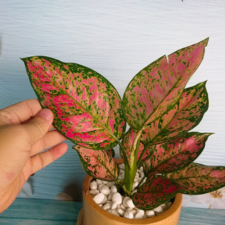 Cây Vạn Lộc - cây cảnh mini để bàn