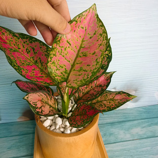 Cây Vạn Lộc - cây cảnh mini để bàn