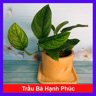 Cây Trầu Bà Hạnh Phúc - cây cảnh trong nhà