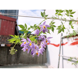 Hoả tốc HN Cây giống hoa leo tiêu nương chịu nhiệt nở quanh năm