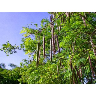 250 gram hạt chùm ngây