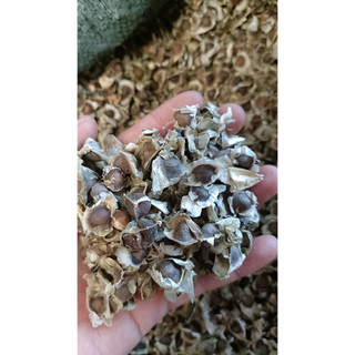 500 gram hạt chùm ngây