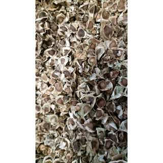 1kg hạt giống chùm ngây