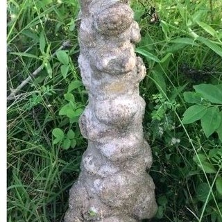 Chậu Mai chiếu thủy trung nu ( cây giống cao 15-20cm )