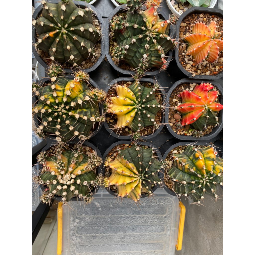 Xương rồng Gymno lem Size to 10-12cm , thích hợp để làm nái.Ảnh thật tại vườn , IB để chọn cây.