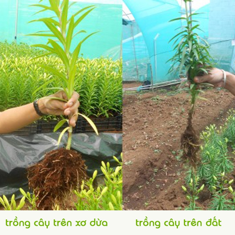 Đất nén hữu cơ mụn xơ dừa bánh to 3kg đã xử lý dùng trồng rau củ quả, hoa cảnh
