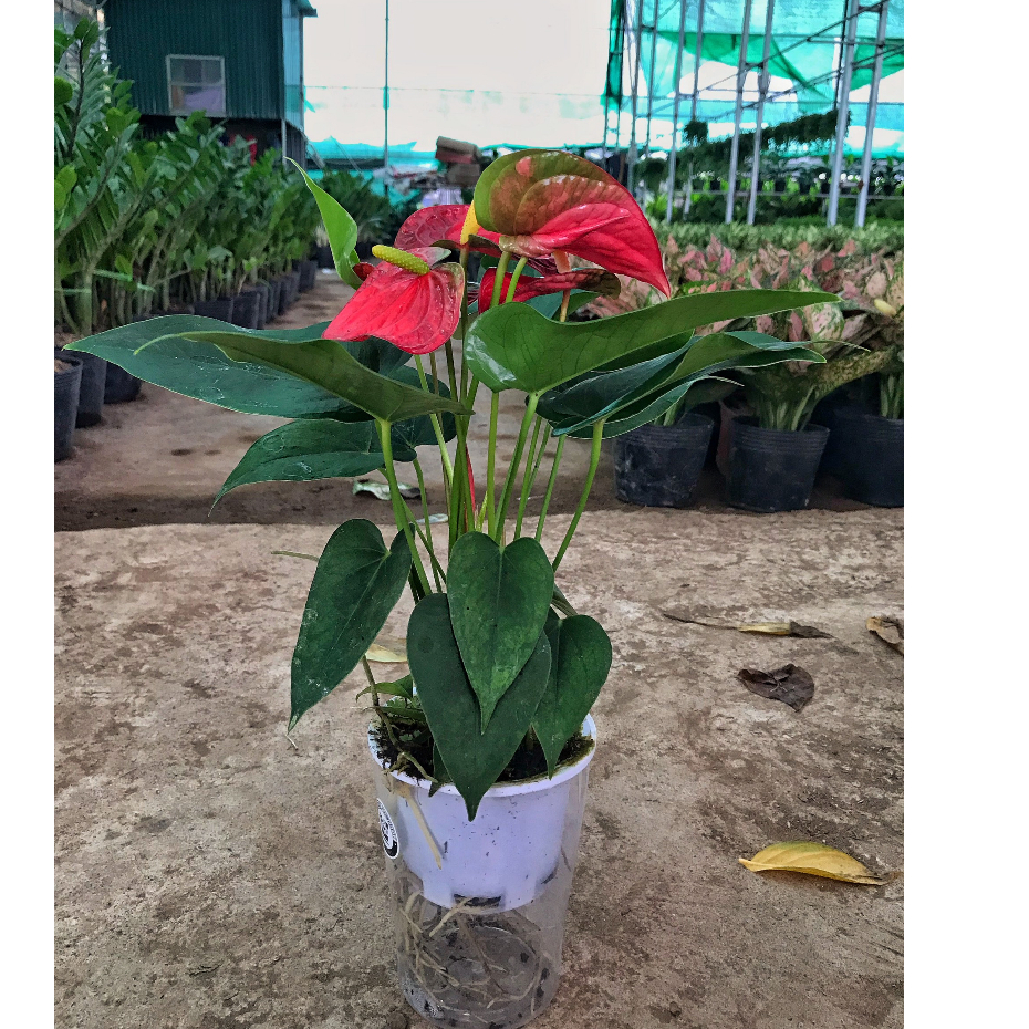 Cây hồng môn đỏ thủy sinh chiều cao 20-25cm, cây hoa để bàn màu sắc sặc sỡ mang lại may mắn hạnh phúc tài lộc
