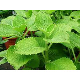 Hạt giống Rau Húng Chanh 0,1GR