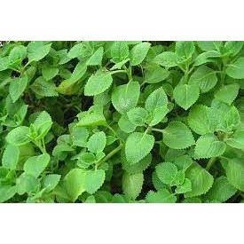 Hạt giống Rau Húng Chanh 0,1GR
