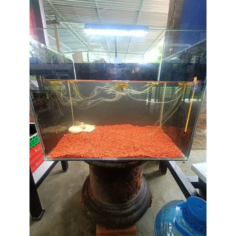 Sạm gốm ceramic lót nền trang trí bể cá cảnh 500gr
