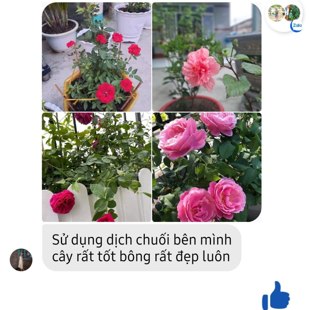 DỊCH CHUỐI ĐẬM ĐẶC - PHÂN BÓN HOA HỒNG - VƯỜN HỒNG ĐỨC LINH