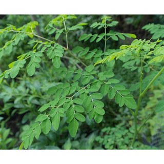 cà phê chùm ngây hòa tan moringa