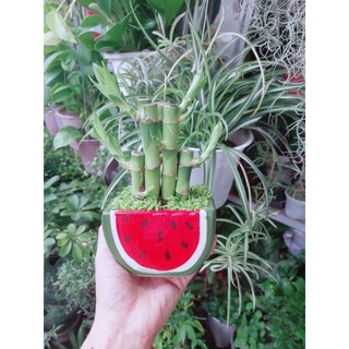 Chậu trúc phát tài may mắn tài lộc