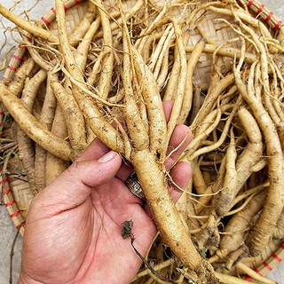 Đẳng sâm - Đảng Sâm ( Thượng Hạng) 1kg