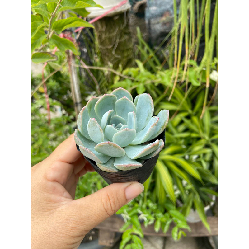 Sen đá bánh bông lan