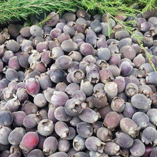 Quả Sim Rừng khô thượng hạng thương hiệu SATOSO gói 1kg