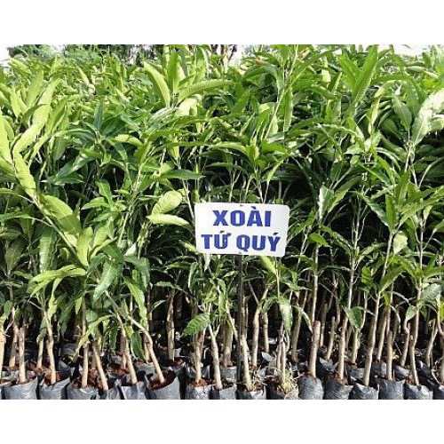 Cây giống xoài tứ quý lùn ra quả qanh năm
