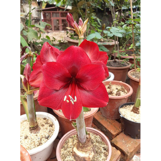 Củ lan huệ Gáo đỏ