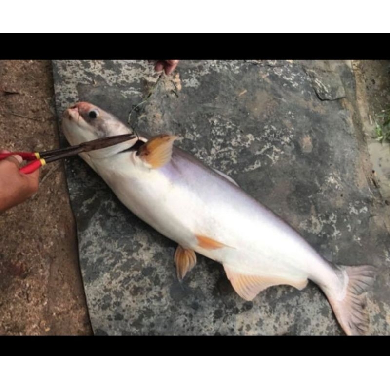 Cháo Dừa Câu Cá Thọ hóc môn