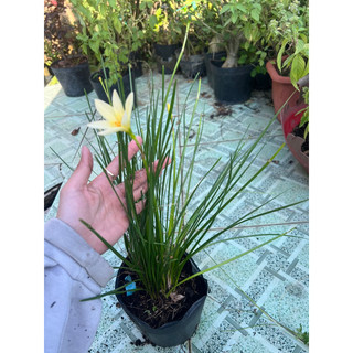 Cây huệ mưa màu vàng