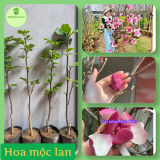 Hoa mộc lan nhiều mầm khỏe (ảnh thật hình 2)