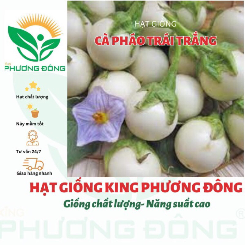 HẠT GIỐNG CÀ PHÁO TRÁI TRẮNG 0.5gr - MUA 3 TẶNG 1 CÙNG LOẠI - HẠT GIỐNG KING PHƯƠNG ĐÔNG