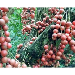 cây giống dâu da đất ca0 60-70cm
