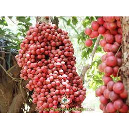 cây giống dâu da đất ca0 60-70cm