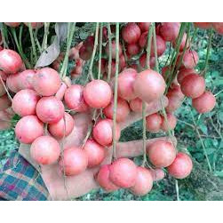 cây giống dâu da đất ca0 60-70cm