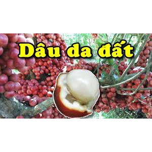 Cây giống dâu da đất ca0 60-70cm