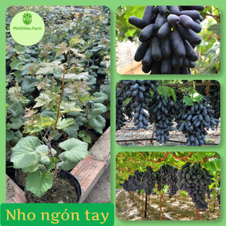 Cây Nho ngón tay mỹ