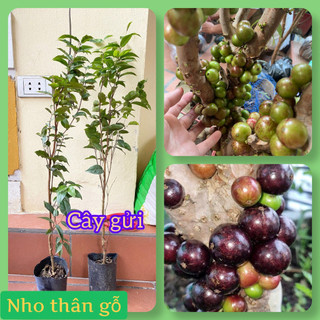 Cây Nho ngón tay mỹ