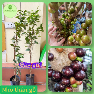 Cây nho thân gỗ 12 vụ ra trái quanh năm