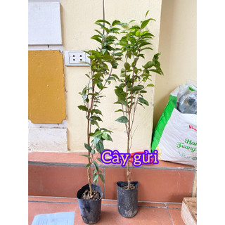 Cây giống nho Ninh Thuận