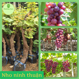 Cây giống nho Ninh Thuận