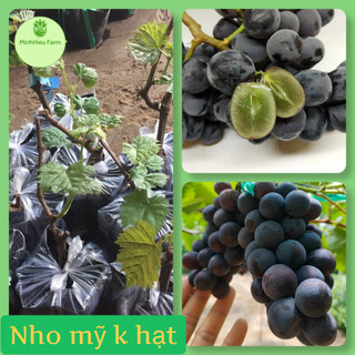 Cây giống nho Ninh Thuận