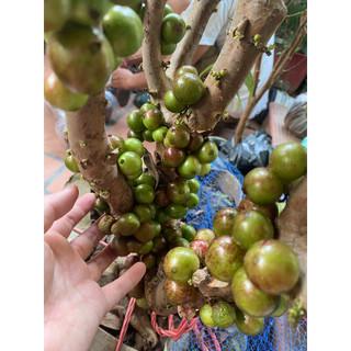 Cây giống nho Ninh Thuận
