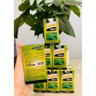 Thảo đường sun p ho tro giảm đường huyết hiệu quả