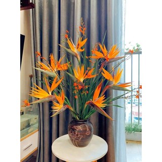 Cây hoa thiên điểu đỏ cao 50_60 cm