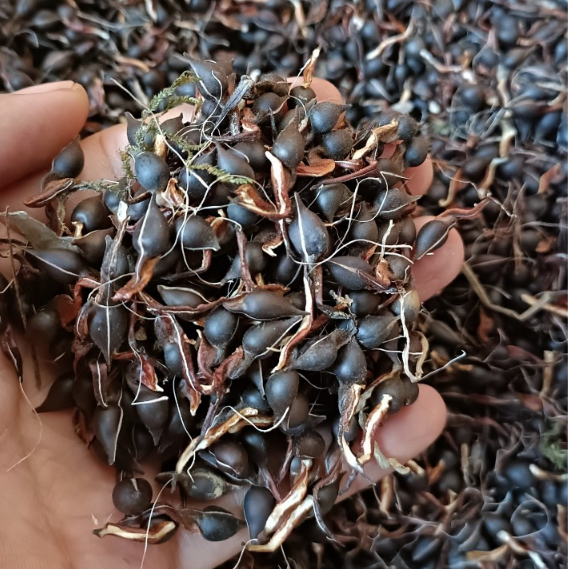500gram hạt giống cây gió bầu trầm hương