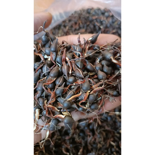 100gram hạt giống cây gió bầu trầm hương