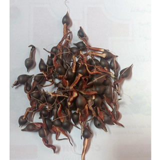 Hạt giống cây gió bầu trầm hương