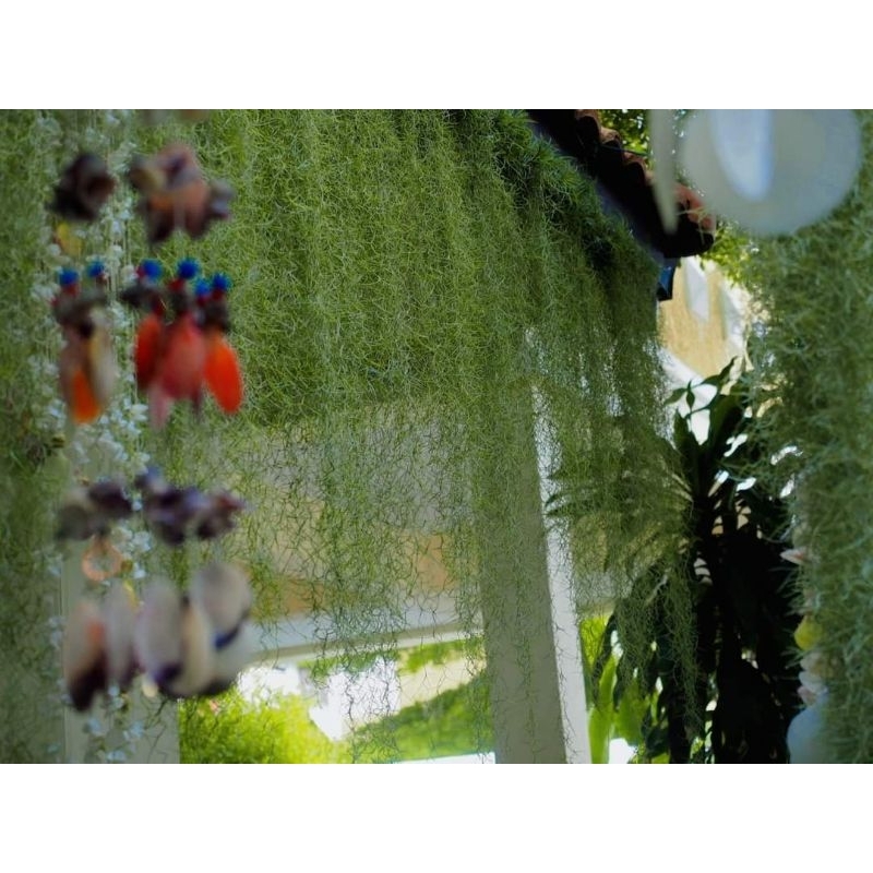Cây không khí tóc tiên 1kg -decor trang trí nhà cửa
