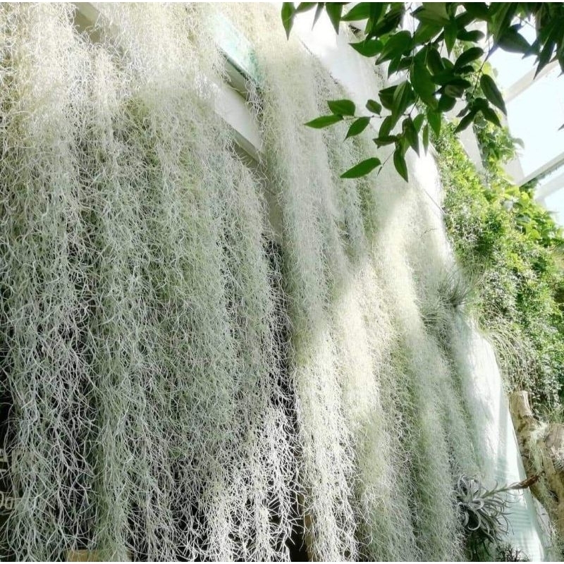 Cây không khí tóc tiên 1kg -decor trang trí nhà cửa