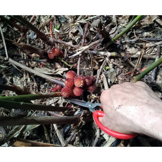 Cây Sa nhân tím - Cây giống nguyên củ