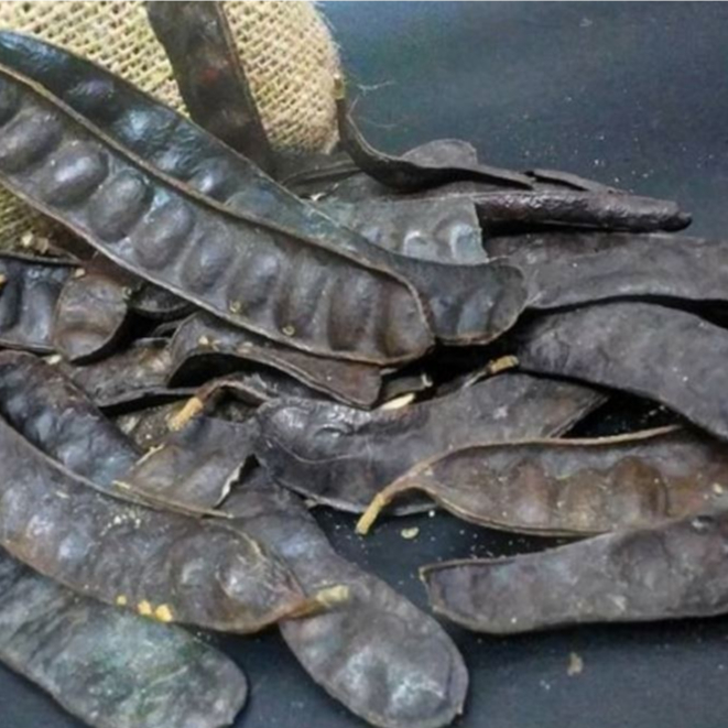 Quả Bồ Kết Khô
