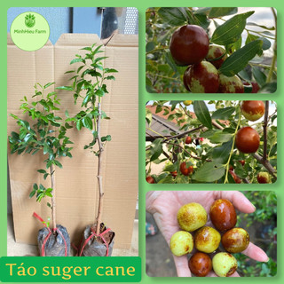 Cây hồng táo cây thật ảnh số 2